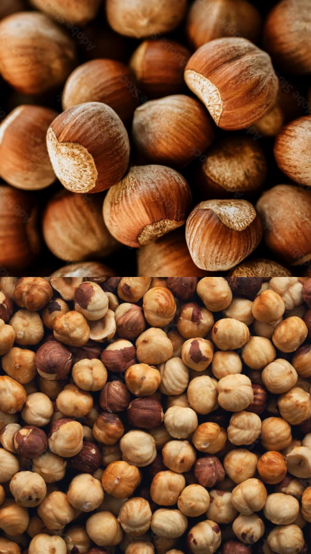 Hazelnut Image